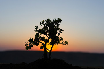 Fototapeta na wymiar Close up view of decor tree on sunset.