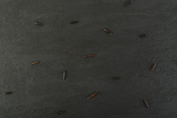 Raw Black Wild Rice on Dark Stone Background