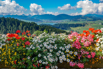 Panorama mit Blumenpracht