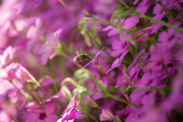 Systoechus candidulus on Trifolium