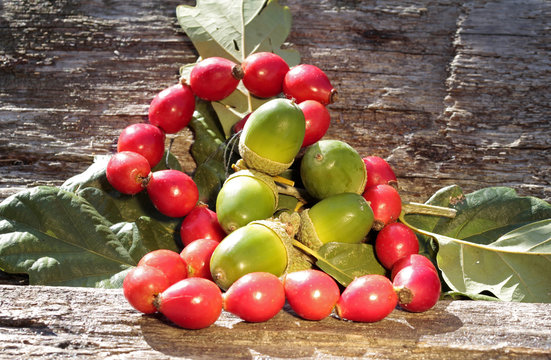 herbstliches stillleben mit Eicheln und Hagebutten