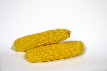 Yellow corn pods. white background. subject photography