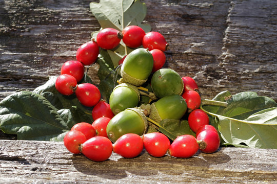 herbstliches stillleben mit Eicheln und Hagebutten