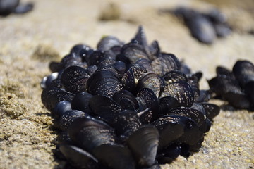 Mejillones en las Rías Baixas