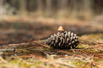 Seta silvestre creciendo en un piña de pino. Otoño. 