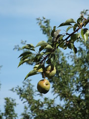 Pears on the branch