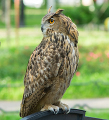 owl sits on the grass background and looks away