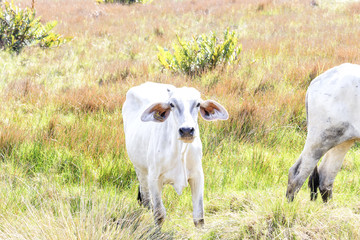 Cattle grazing on a sunny day