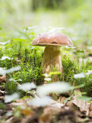 Primer plano de una seta en medio del bosque, en verano de 2018
