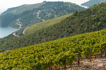 Panorama of the vineyard on the mountain. Wine making industry