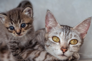 Beautiful gray mom cat with kitten indoors over gray wall background