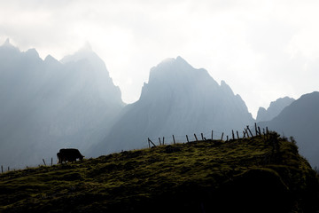 Kühe auf dem Alpsigel im Alpstein