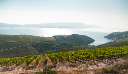 Fototapeta na wymiar Panorama of the vineyard on the mountain. Wine making industry