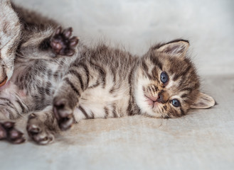 Beautiful gray kitten with mom cat  mom indoors over gray wall background