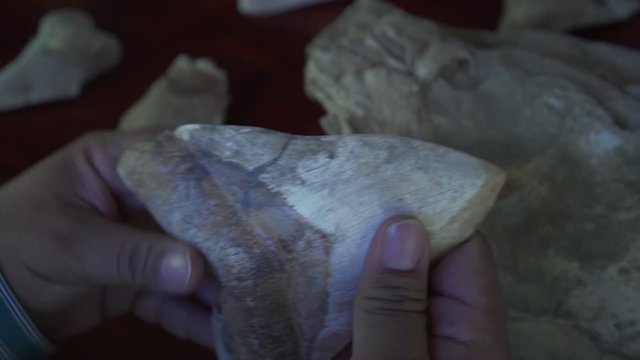 003 Fosil Diente Megalodon