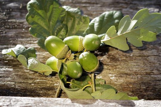 herbstliches stillleben mit Eicheln und Hagebutten