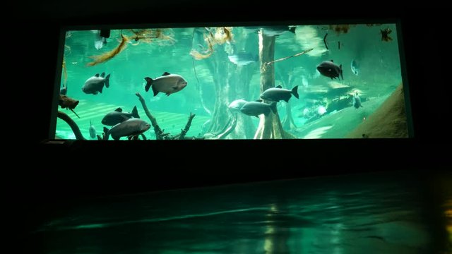 Big fish swim in oceanarium pool