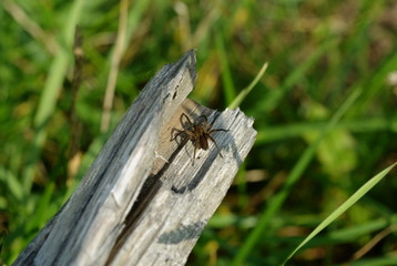 Brown brown spider close-up on old wood on blurred green background