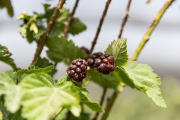 Self picking at Agronen raspberries in Gedera