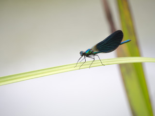 Libélula azul posada en una rama verde, verano 2018