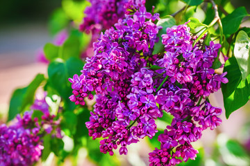 Purple lilac branch in the garden. Selective focus.