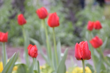 Tulipanes rojos 