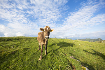 Fototapeta na wymiar Kühe auf dem Alpsigel im Alpstein