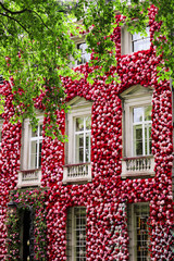 Fototapeta na wymiar Beatutiful red flowers improve the view of the white windows, the wall of the building full of the flowers