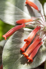 Sinningia leucotricha or Brazilian Edelweiss flowers on hairy leaves, selective focus