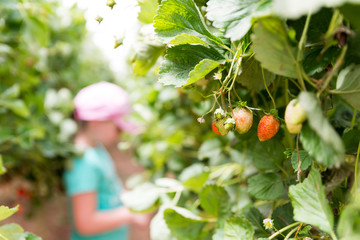 Self picking at Agronen raspberries in Gedera