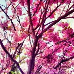 Hand drawing watercolor art on canvas. Artistic big print. Original modern painting. Acrylic dry brush background.    Painting for sale. Beautiful spring landscape. Branch of sakura with pink leaves. 
