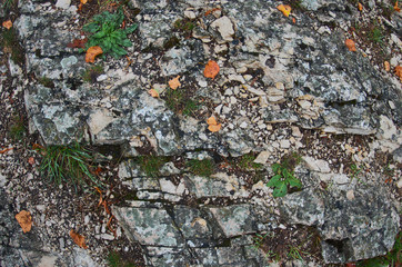 texture of stone. texture of the rock