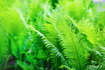 Bright green fern leaves as background. Selective focus.
