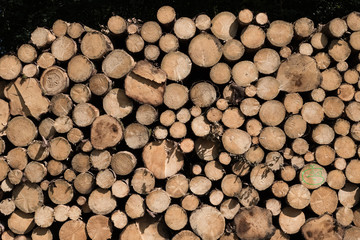 stock de bois tronc arbre