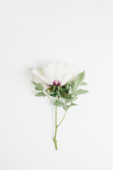 White peony flower on white background. Flat lay, top view.