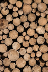 stock de bois tronc arbre