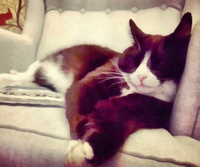 Hand drawing watercolor art on canvas. Artistic big print. Original modern painting. Acrylic dry brush background. Painting for sale. Beautiful blaack and white cat. Funny kitty. Sleep pet on  sofa.