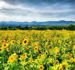 Hand drawing watercolor art on canvas. Artistic big print. Original modern painting. Acrylic dry brush background. Painting for sale. Beautiful agriculture landscape. Wonderful sunflower field. Bright