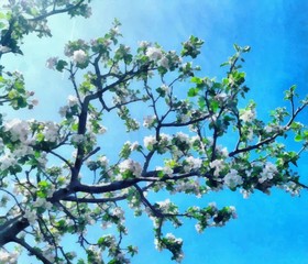 Hand drawing watercolor art on canvas. Artistic big print. Original modern painting. Acrylic dry brush background. Painting for sale. Beautiful froral landscape. Nice Branch apple tree blossom. Garden