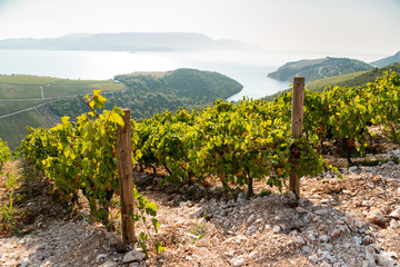 Vineyard on the mountain. Wine making industry