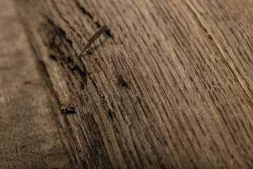 Veneer made from old oak, texture of wood