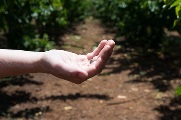Self picking cherries at Odem in Golan Heights
