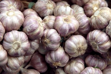 garlic roots close up