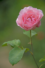 FLOWERS -  rose on green background