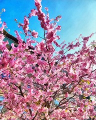 Oil painting. Art print for wall decor. Acrylic artwork. Big size poster. Watercolor drawing. Modern style fine art. Art for sale. Beautiful sprong landscape. Bright cherry blossom view. Floral motif