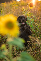 Black dog posing in sunflower field during sunset.