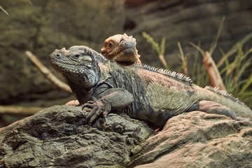 Iguana resting position