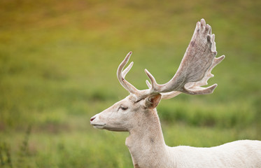 Portrait of white deer on a meadow.