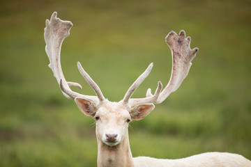 Portrait of white deer on a meadow.