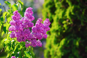 Blooming purple lilac. Branch with spring lilac flowers. Selective focus.